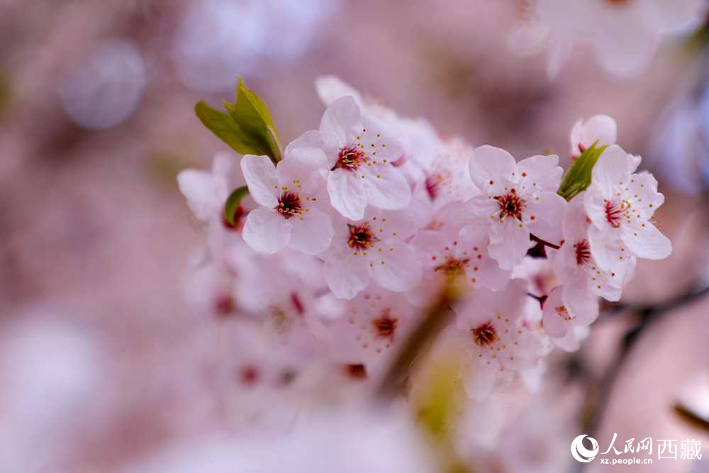 桃花盛開惹人醉。人民網(wǎng)記者 次仁羅布攝