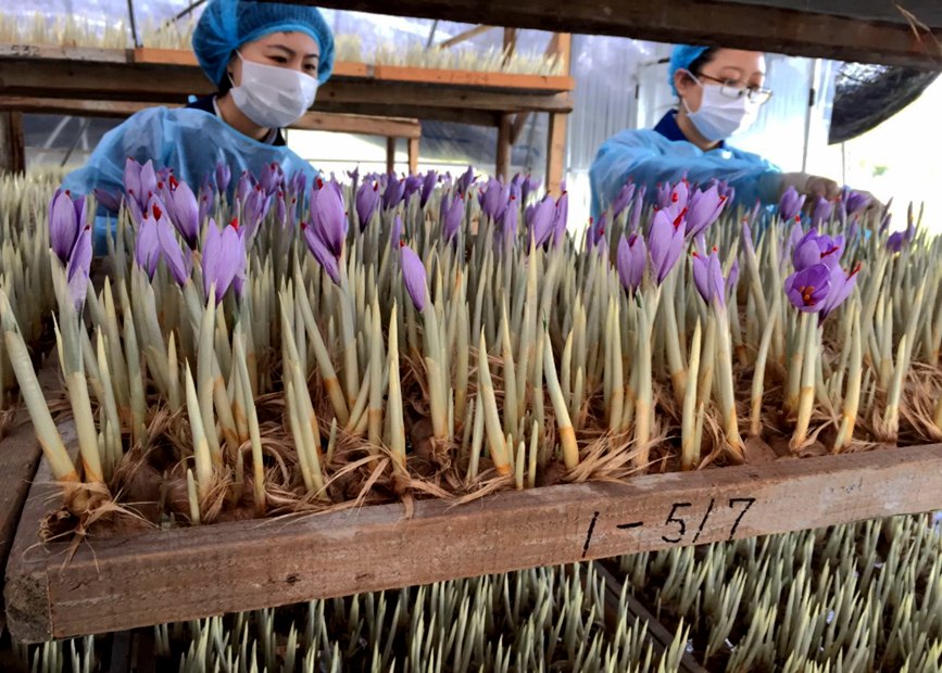 林芝天旺農(nóng)牧產(chǎn)品有限公司藏紅花種植基地工作人員采摘藏紅花。趙新民攝