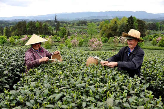 貴州省湄潭縣大力發(fā)展茶葉產(chǎn)業(yè)，60萬畝生態(tài)茶園實現(xiàn)了“綠水青山變成金山銀山”，生態(tài)與經(jīng)濟協(xié)調(diào)發(fā)展。圖為湄潭縣湄江街道金花村茶農(nóng)采茶 瞿欣含攝 _副本.jpg