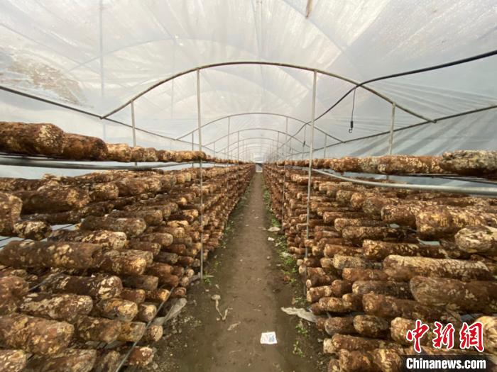 圖為基地里的食用菌菌棒?！Ⅸi 攝