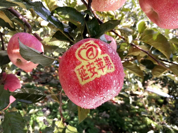 延安蘋果。柳林鎮(zhèn)果技站供圖。