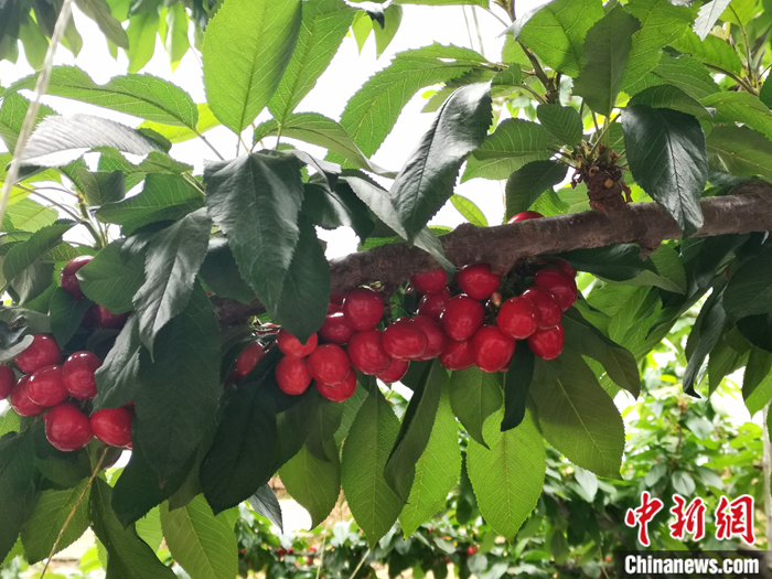 陜西省子長(zhǎng)市盛宇現(xiàn)代農(nóng)業(yè)示范園內(nèi)，櫻桃鮮艷欲滴。<a target='_blank'  ><p  align=