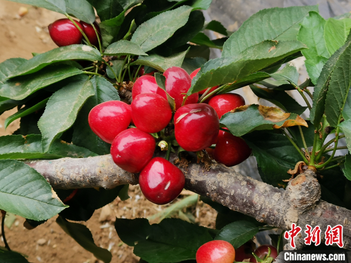 陜西省子長(zhǎng)市盛宇現(xiàn)代農(nóng)業(yè)示范園內(nèi)，櫻桃鮮艷欲滴。<a target='_blank'  ><p  align=
