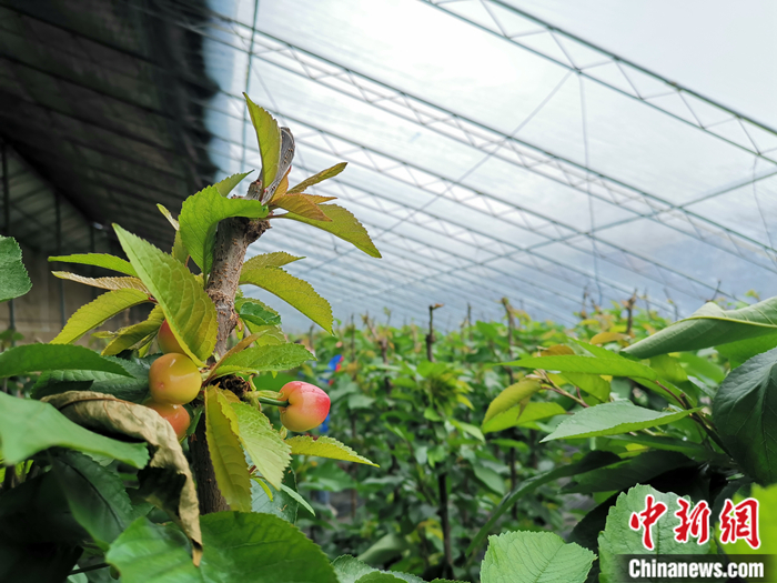 陜西省子長(zhǎng)市盛宇現(xiàn)代農(nóng)業(yè)示范園櫻桃園區(qū)。<a target='_blank'  ><p  align=