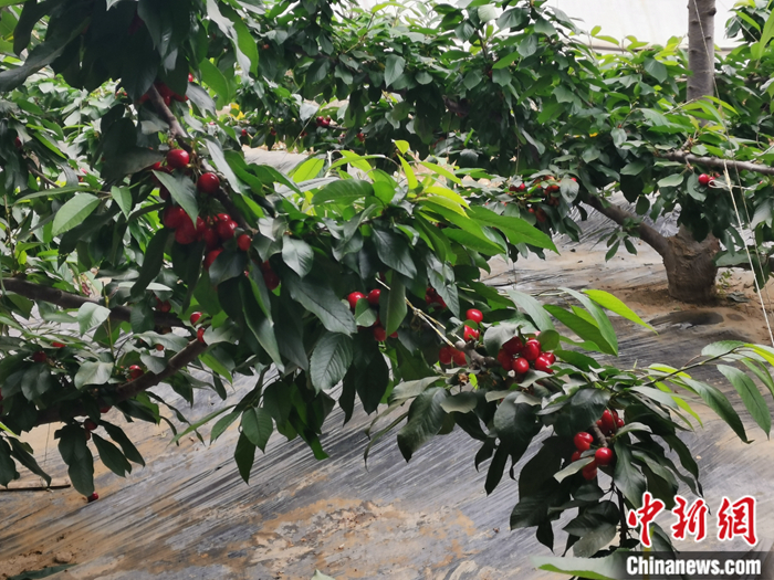陜西省子長(zhǎng)市盛宇現(xiàn)代農(nóng)業(yè)示范園內(nèi)，櫻桃鮮艷欲滴。<a target='_blank'  ><p  align=